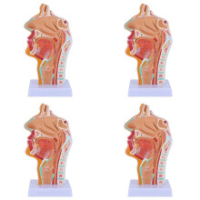 4X Nasal Cavity Throat Anatomy Model Human Anatomical Pharynx Larynx Model for Students Study Display Teaching