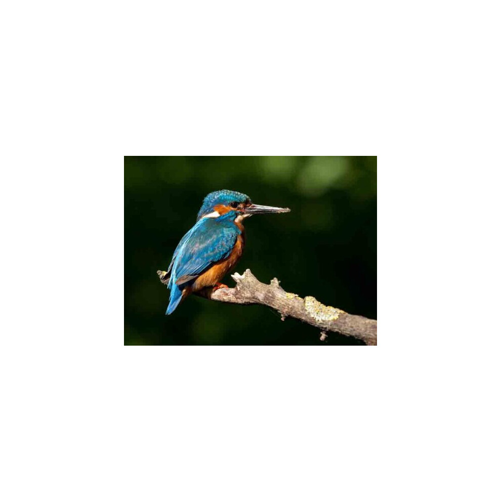 Top Banana Gifts British Birds - Kingfisher - Quality Mouse Mat 5055741500352