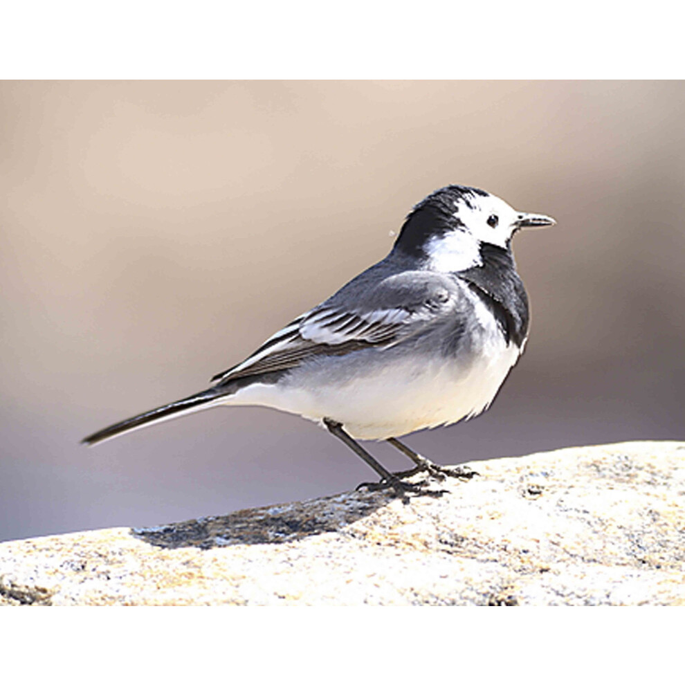 British Birds - Pied Wagtail - Quality Mouse Mat 5055741500437