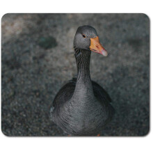 Rectangle Mouse Mat - Cute Little Duck Bird Animal 23.5 x 19.6 cm (9.3 x 7.7 inches) for Computer & Laptop, Office, Non-slip Base #44791
