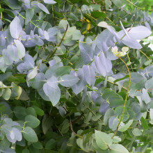 Eucalyptus Blue Mallee Tree Tropical House Plant Seeds - 15 Seeds for Indoor or Outdoor