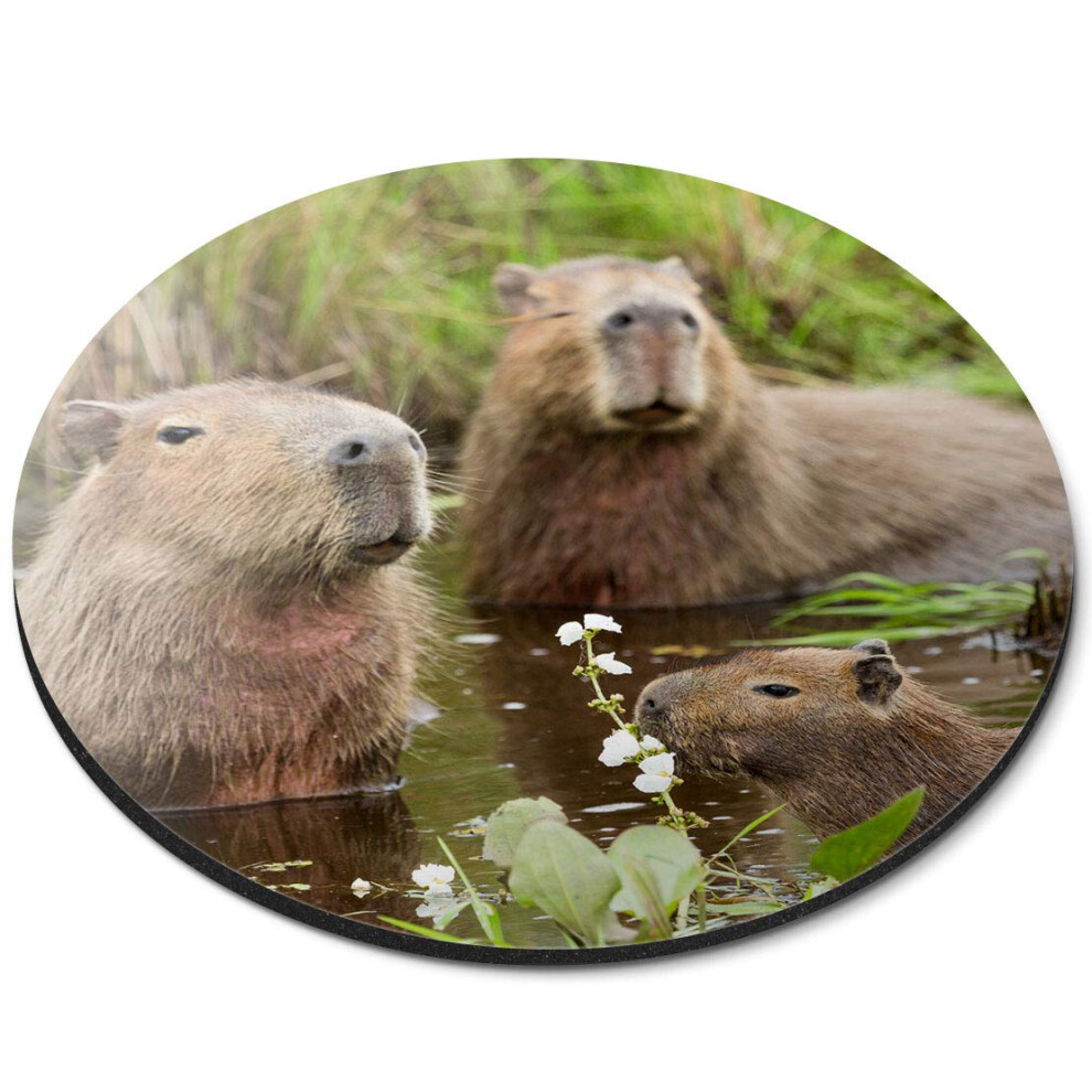 Destination Vinyl Ltd Capybara Swimming Family - Flexible Round 5Mm Rubber Mouse Mat Pad Office Home Novelty Printed Desk Accessory 21314 7626000986439