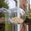 Peckish Peckish Window Bird Feeder Globe Suction 4