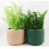 Leaf Leaf Ceramic Indoor Cachepot Planters, 12.5cm Dusty Pink 2