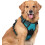 Peacock Blue Anti Pull Harness for Small Dogs Adjustable Reflective with Handle Size XL 1