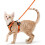 Size S Orange Cat Harness Adjustable Reflective Breathable Vest with Leash 1