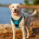 Peacock Blue Anti Pull Harness for Small Dogs Adjustable Reflective with Handle Size XL 9