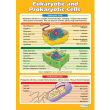 Daydream Education Eukaryotic and Prokaryotic Cells | Science Posters | Laminated Gloss Paper measuring 850mm x 594mm (A1) | Science Charts for the