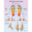 3B Scientific Laminated Teaching Board - Foot Reflexology Massage 50 x 67 cm 1