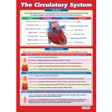 Daydream Education The Circulatory System | Science Posters | Laminated Gloss Paper measuring 850mm x 594mm (A1) | Science Charts for the Classroom |
