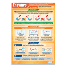Daydream Education Enzymes | Science Posters | Laminated Gloss Paper measuring 850mm x 594mm (A1) | Science Charts for the Classroom | Education