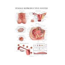 Palace Learning Laminated Female Reproductive System Anatomical Chart - Female Anatomy Poster - 18" x 24"