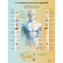 3B Scientific VR2610L "Le syst?me nerveux v?g?tatif" Anatomical Board, Yellow