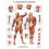 3B Scientific - anatomical board, 1 1