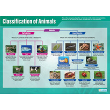 Daydream Education Classification of Animals | Science Posters | Laminated Gloss Paper measuring 850mm x 594mm (A1) | Science Charts for the Classroom