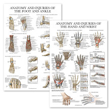 Palace Learning 2 Pack - Anatomy and Injuries of the Hand & Wrist + Anatomy and Injuries of the Foot & Ankle - Set of 2 Anatomical Charts - Laminated