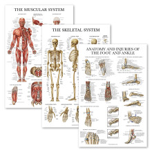 Palace Learning 3 Pack - Muscle + Skeleton + Anatomy & Injuries of the Foot and Ankle Poster Set - Muscular and Skeletal System Anatomical Charts -