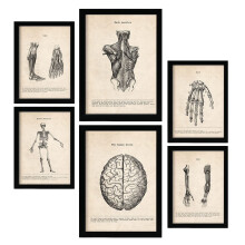 Nacnic Limbs and Brain Posters. Medical Vintage Style Illustrations of Anatomy, Body Parts, Bones and Muscles. Aesthetic Illustrations for Interior