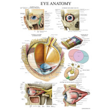 Palace Learning LAMINATED Eye Anatomical Poster - Human Eye Anatomy Chart - 18 x 27