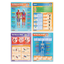 Daydream Education Muscular & Skeletal System Posters - Set of 4 - EXTRA LARGE - A1 (850mm x 594mm) - Gloss Paper - Science Wall Charts for the