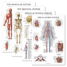 Palace Learning 4 Pack - Anatomical Poster Set - Laminated - Muscular, Skeletal, Spinal Nerves, Circulatory System - Anatomy Chart Set (LAMINATED,