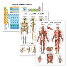 Palace Learning 3 Pack - Periodic Table of the Elements Poster [White] + Muscular & Skeletal System Anatomy Charts (LAMINATED, 18" x 24")