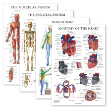Palace Learning 4 Pack - Anatomical Poster Set - Laminated - Muscular, Skeletal, Dermatomes, Heart Anatomy - Anatomy Chart Set (LAMINATED, 18'' x