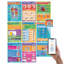 Daydream Education Applied Anatomy & Physiology Posters - Set of 9 - EXTRA LARGE - A1 (850mm x 594mm) - Laminated - PE Secondary School Wall Charts
