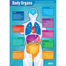 Daydream Education Body Organs | Science Posters | Laminated Gloss Paper measuring 850mm x 594mm (A1) | Science Charts for the Classroom | Education