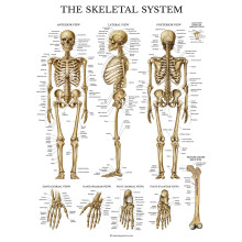 Palace Learning Skeletal System Anatomical Chart - LAMINATED - Human Skeleton Anatomy Poster (18" x 24")