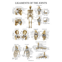 Palace Learning Ligaments of the Joints Anatomical Poster - LAMINATED - Ligament Anatomy Chart - 18 x 24