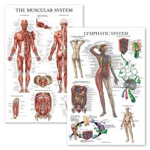 Palace Learning 2 Pack - Muscular System Anatomical Poster + Lymphatic System Anatomy Chart, (LAMINATED, 18" x 24")