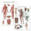 Palace Learning 2 Pack - Muscular System Anatomical Poster + Lymphatic System Anatomy Chart, (LAMINATED, 18" x 24") 1