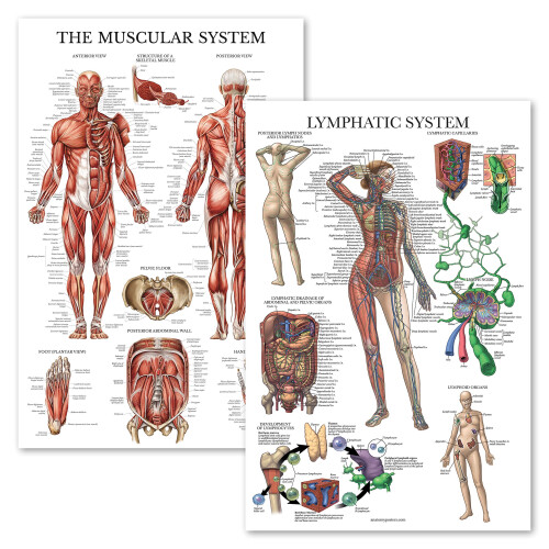 Palace Learning 2 Pack - Muscular System Anatomical Poster + Lymphatic System Anatomy Chart, (LAMINATED, 18" x 24")