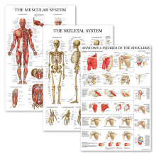 Palace Learning 3 Pack - Muscle + Skeleton + Anatomy & Injuries of the Shoulder Poster Set - Muscular and Skeletal System Anatomical Charts -