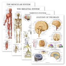 Palace Learning 4 Pack - Anatomical Poster Set - Laminated - Muscular, Skeletal, Nervous System, Brain - Anatomy Chart Set (LAMINATED, 18? x 24?)