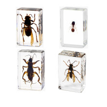 4Pcs Insect in Resin Specimen, Bug Preserved Specimen Collection Paperweights Resin Insects Various Insect Specimen for Office School Biology Display