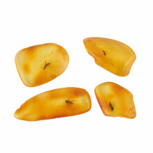 ELEGAMBER Natural Fossil Baltic Amber Insects from Millions of Years Ago 4 Sets Real Insect Samples Science Education Animal Specimens (Small Amber