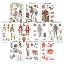 10 Pack - Anatomical Poster Set - LAMINATED - Muscular, Skeletal, Digestive, Respiratory, Circulatory, Endocrine, Lymphatic, Male & Female