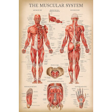 Palace Learning Vintage Muscular System Anatomical Chart - Human Muscle Anatomy Poster (LAMINATED, 18" x 24")