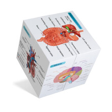 kaitnax Human Anatomical Poster Set Anatomy Study Cube Medical Student Learning Tool Chart Set, 9 Parts Anatomy Heart, Muscular, Skeletal, Digestive,