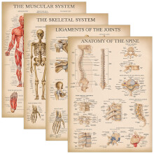 Palace Learning 4 Pack - Vintage Anatomy Poster Set - Laminated - Muscular, Skeletal, Ligaments of the Joints, Anatomy of the Spine - Anatomical Chart