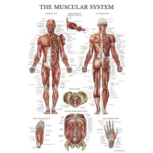 Palace Learning Muscular System Anatomical Poster - LAMINATED - Muscle Anatomy Chart - Double Sided (18" x 24")