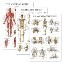 Palace Learning 3 Pack - Muscle + Skeleton + Ligaments of the Joints Anatomy Poster Set - Muscular and Skeletal System Anatomical Charts - Laminated