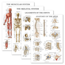 Palace Learning 4 Pack - Anatomical Poster Set - Laminated - Muscular, Skeletal, Ligaments of the Joints, Anatomy of the Spine - Anatomy Chart Set