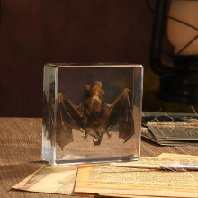 Taxidermy Bat, Real Bat Specimens Animal Specimen in Resin for Science Classroom Science Education, Great Gift for Fans of Taxidermy, Animal Skull,