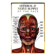 Qualiprint Human Face Arterial Nerve Supply Anatomy Poster A3 - Luxurious 400GSM Silk, 42cm x 29.7cm | Gold & Pink Foil | Wall Decor for Beauty &