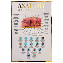 Qualiprint Skin Anatomy Poster - 400GSM, 42cm x 29.7cm | Gold Foil Silk Finished Educational Human Anatomy Wall Art for Salon Decor, Classroom