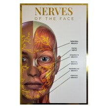 Qualiprint Nerves of the Face Poster - 300GSM, 42cm x 29.7cm | Gold Foil Silk Finished Human Anatomy Wall Art for Salon Decor, Classroom Learning &