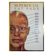 Qualiprint Superficial Fat Pads Anatomy Poster - 300GSM, 42cm x 29.7cm | Gold Foil Silk Finished Human Anatomy Wall Art for Salon Decor, Classroom